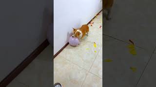 Dog balloon crack challenge part 3 shorts short trending viralshorts respect sad tamil facts [upl. by Ecirehc]