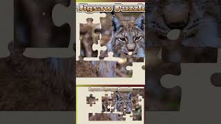 053 Lynx Animal Jigsaw Puzzle [upl. by Zelazny]