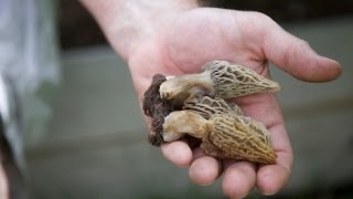 Home Grown Morel Mushrooms [upl. by Magnus]