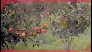 Coseha poscosecha y comercialización en Manzana [upl. by Nedak476]