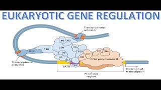 REGULATION OF GENE EXPRESSION  EUKARYOTES  TS SET ONLINE CLASSES  CSIR UGC NET  COMPLETE ZOOLOGY [upl. by Leile924]