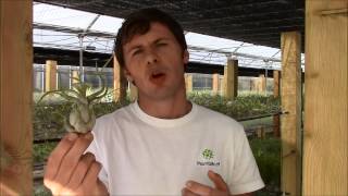 Tillandsia caputmedusae Planta Brutt video 23 Español [upl. by Arutak945]