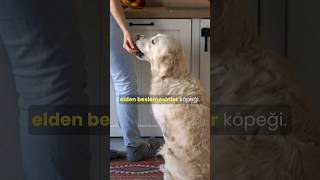 Elden Besleme köpekbakımı köpekadam çağrıaracı köpek köpekler köpekbesleme [upl. by Emad245]