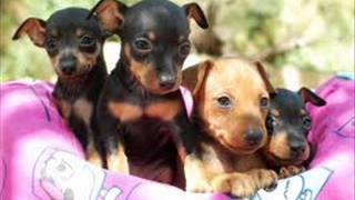 Pinscher miniatura chachorros camadas fotos [upl. by Radcliffe]