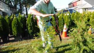 How we trim and care for Arbor vitae [upl. by Oglesby275]