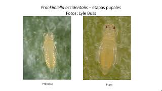 Thrips Identification Spanish [upl. by Lorak]