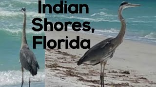 Indian Shores Florida 2016travelvacationbeachgulf gulfcoast water sandwildlifebirds [upl. by Lindsy]