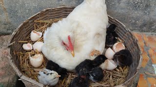 hen hatching eggs 21 days  how to hatch a chicken egg without incubator [upl. by Lebazi]