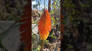 Kniphofia Uvaria [upl. by Ahsimet]