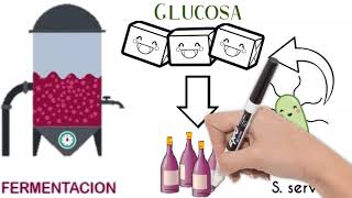 ¿Qué es la fermentación  ¿Cómo se elabora el Vino [upl. by Wendye]