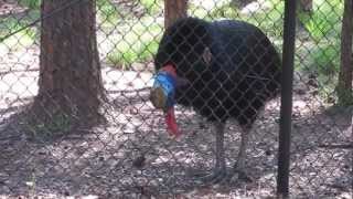 Cassowary calling [upl. by Sanferd]