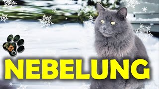 NEBELUNG cat breed  Everything about [upl. by Odlanor]