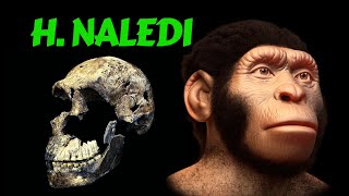 Homo Naledi  Archaic Human Species in the Cradle of Humanity [upl. by Acihsay902]