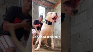 DUNIYA 🌍 KE 3 😮 SABSE KHATARNAK🔥😱 DOG BREED💥😱✅ [upl. by Goldston]