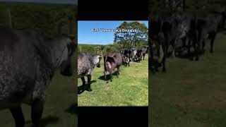 Raças de gado mais criadas no Brasil gado fazenda nelore pecuaria angus girolando [upl. by Rufus]