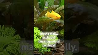 macho molly desahogándose con hoja [upl. by Harutek895]