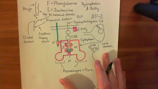 Dynamin and Endophilin Part 2 [upl. by Katee]