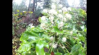 Winter blooming Exotic trees on the Gulf Islands of Canada [upl. by Waldon653]