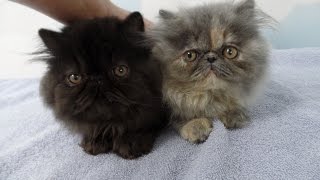 Coming Home to my two Persian Kittens on the Second Day [upl. by Annawaj132]