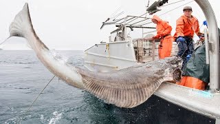 Super HUGE Halibut Fishing Method Using Long Line  Catching an UNBELIEVABLE TON OF Halibut [upl. by Allayne629]