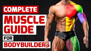 Complete Muscle Guide for Bodybuilders [upl. by Durrell771]