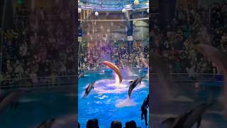 【品川／水族館】アクアパーク品川／イルカショー／dolphin performance at Aqua park Shinagawa Tokyo Japan [upl. by Schulein]