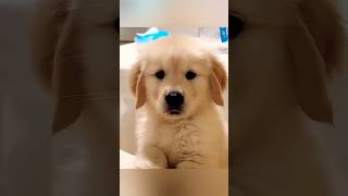 Golden retriever ll Transformation  Puppiesvideos  Viral dog videos ll Trending Puppies video [upl. by Llennej]