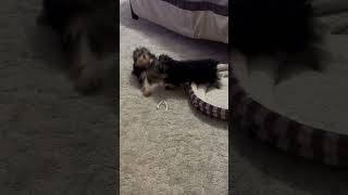 Playful Teacup Yorkie puppies disappearing act [upl. by Attezi395]