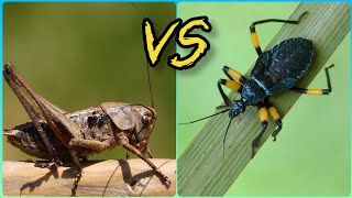 Серый кузнечик против Клопа хищнеца Katydid vs Assassin bug [upl. by Acira746]