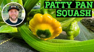 CROP FOCUS PATTY PAN amp ZEPHRY SUMMER SQUASH [upl. by Ymac]