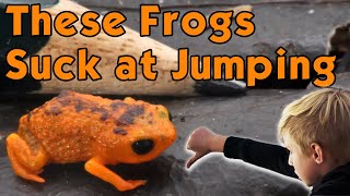 These Brazilian Frogs are the Worst Jumpers Ever [upl. by Yntruoc]