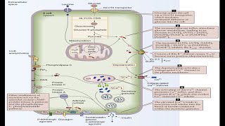 Glucose Absorption Pathway in Intestines Pancreatic Beta Cell Insulin Release Pathway [upl. by Jann292]