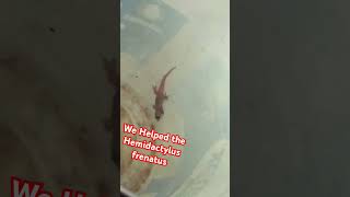 Hemidactylus frenatus [upl. by Areid]