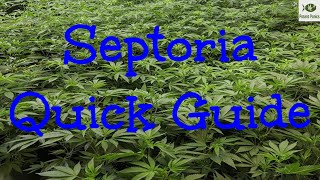 Quick Guide to Septoria [upl. by Carley]