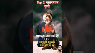 Duniya Ke 2 Sabse Khatarnak Dogs🐶 pitbull dog shortsvideos [upl. by Katharyn]