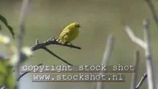 Yellow Warbler dendroica petechia [upl. by Katee472]