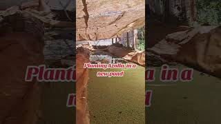 Planting azolla [upl. by Fahland988]