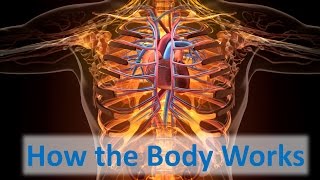 How the Body Works [upl. by Aened]