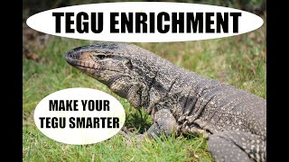 Tegu Enrichment Made Easy with These Simple Tricks [upl. by Nrehtak343]