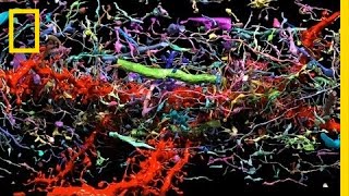 Beautiful 3D Brain Scans Show Every Synapse  National Geographic [upl. by Abott]