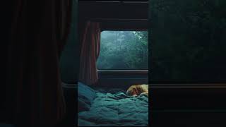 Dog sleeping inside camping car rainy day deepsleep rain puppy camping [upl. by Evreh]