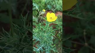 Mexican prickly poppy plant  Argemone mexicana  Toxic pant  datturi plant [upl. by Griswold182]