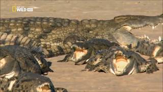 Modern Crocodilians  quotIndestructiblequot 100 Subscribers Special [upl. by Nifares288]