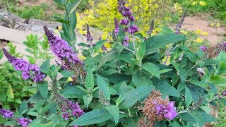 Plant Spotlight Buddleia Butterfly Bush A pollinator magnet in my GAzone 8a garden [upl. by Harrat]