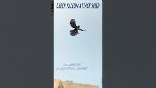 Check falcon attack speed fyp [upl. by Cohlette]