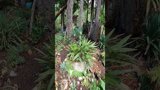 Chamaerops palm regrows after damaged by bad freeze palmtrees [upl. by Anoed]