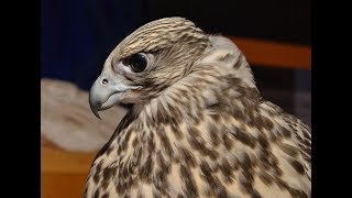 Falconry Intro to Gyr falcons [upl. by Iad]