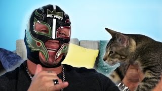 Rey Mysterio Gets Surprised With Rescue Cats [upl. by Belier367]