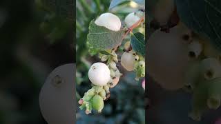 Symphoricarpos rivularis  Tears of Italy Lacrime dItalia  the REAL APPENNINO plant [upl. by Linnette]