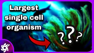 Worlds LARGEST single cell organism [upl. by Aiker]